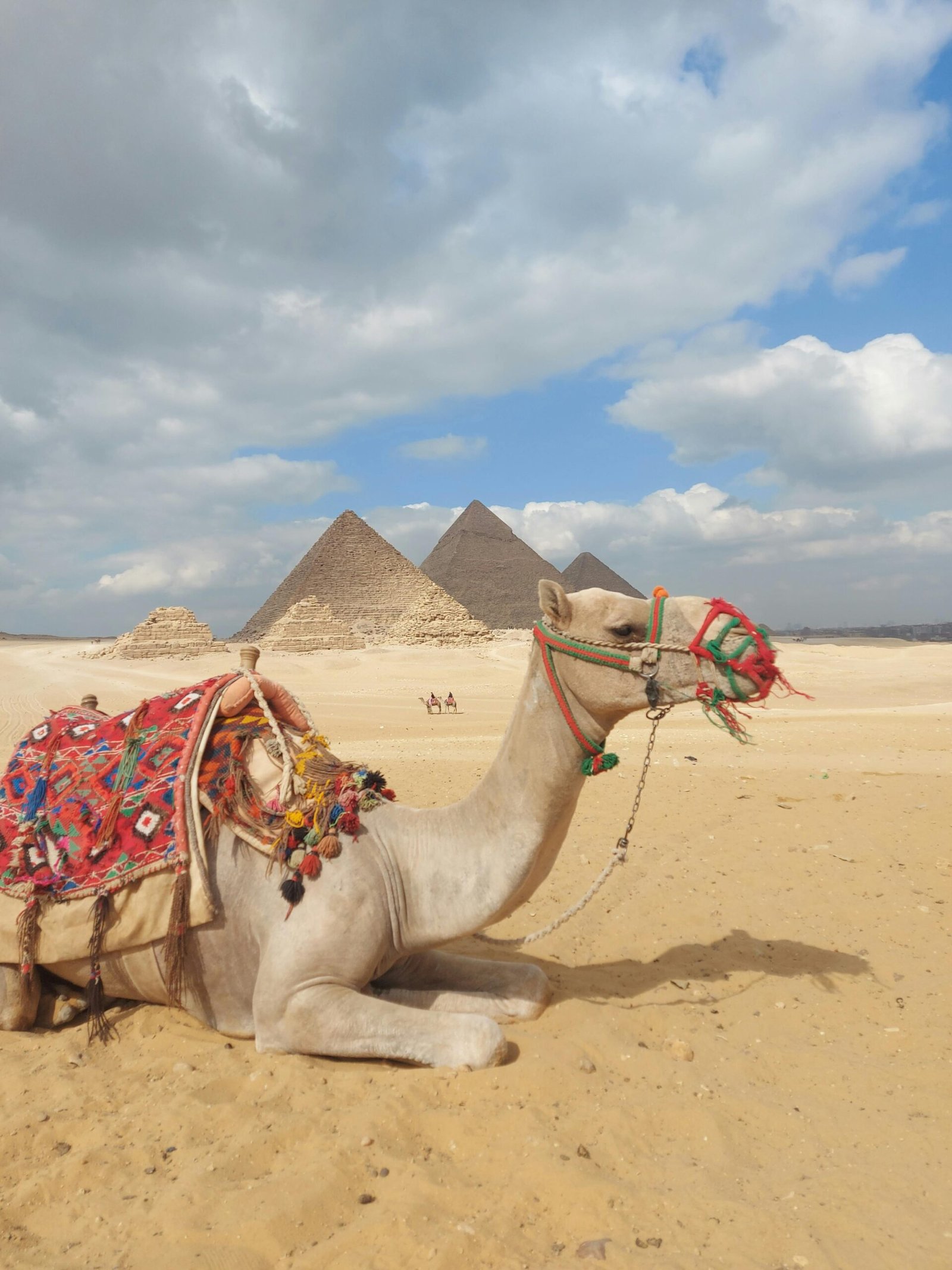 Beautiful Camel in Pyr scaled