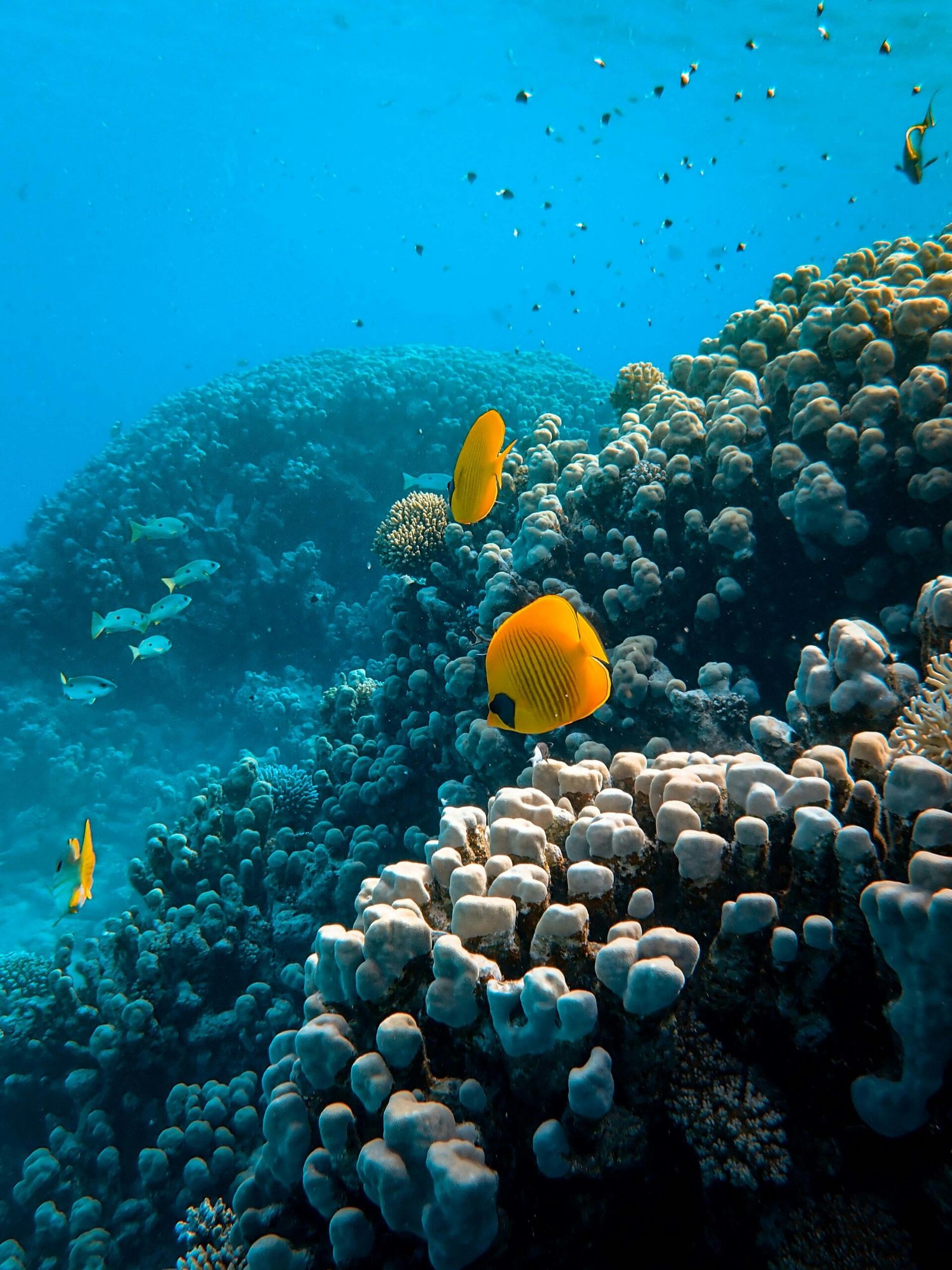 Red Sea Fih scaled