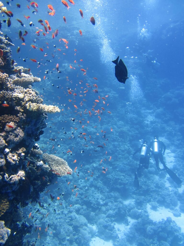 Red Sea Fis