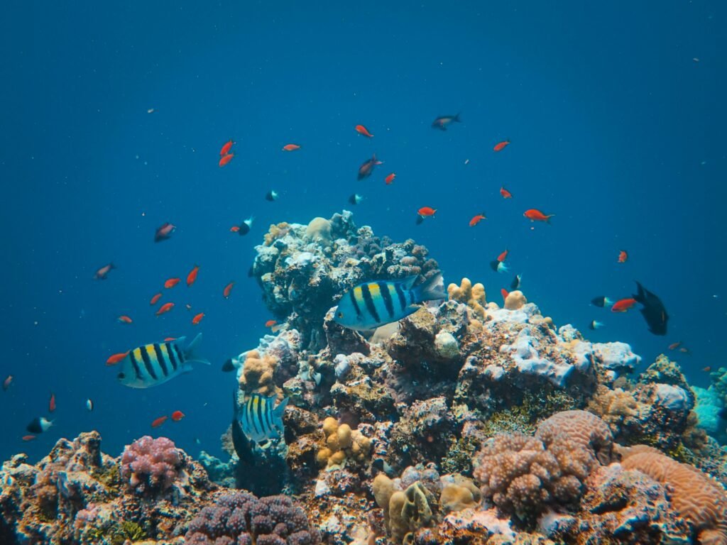 Red Sea Fish