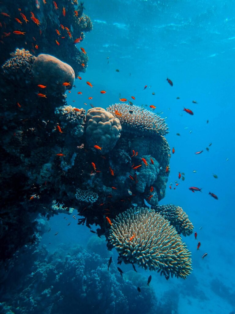 Red Sea Fsh