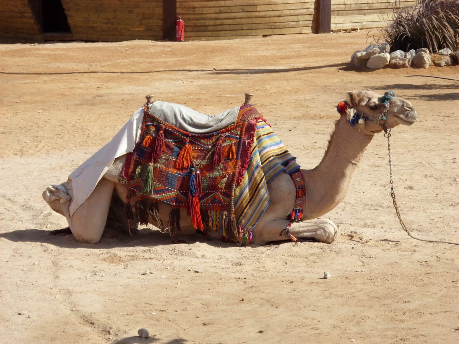 صورة مصغرة 1